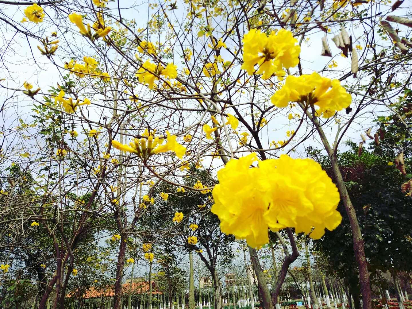 花都香草世界