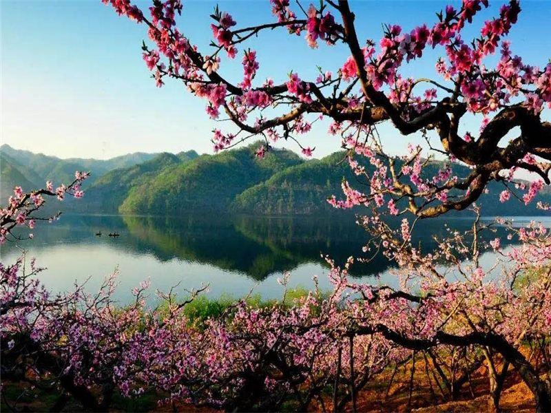 凤上线