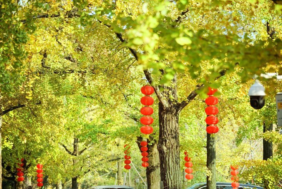 八都岕景区-古银杏公园