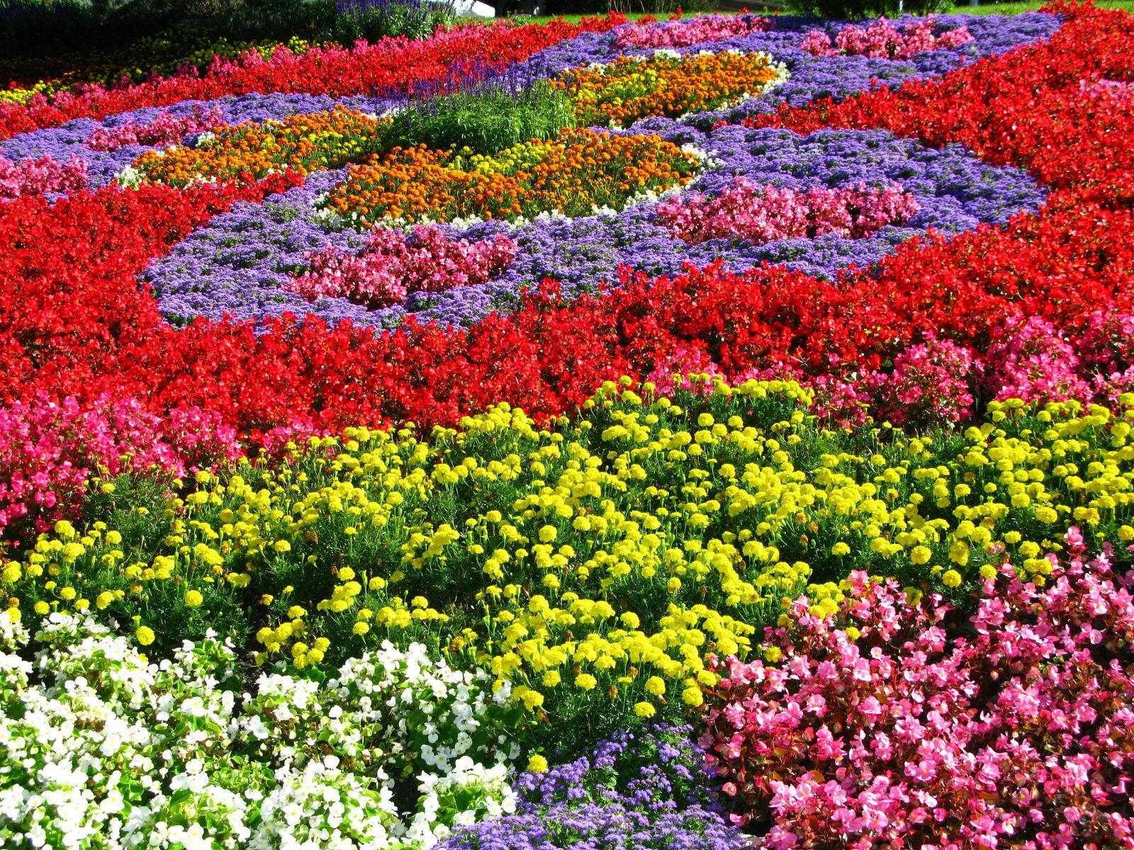 花舞人间