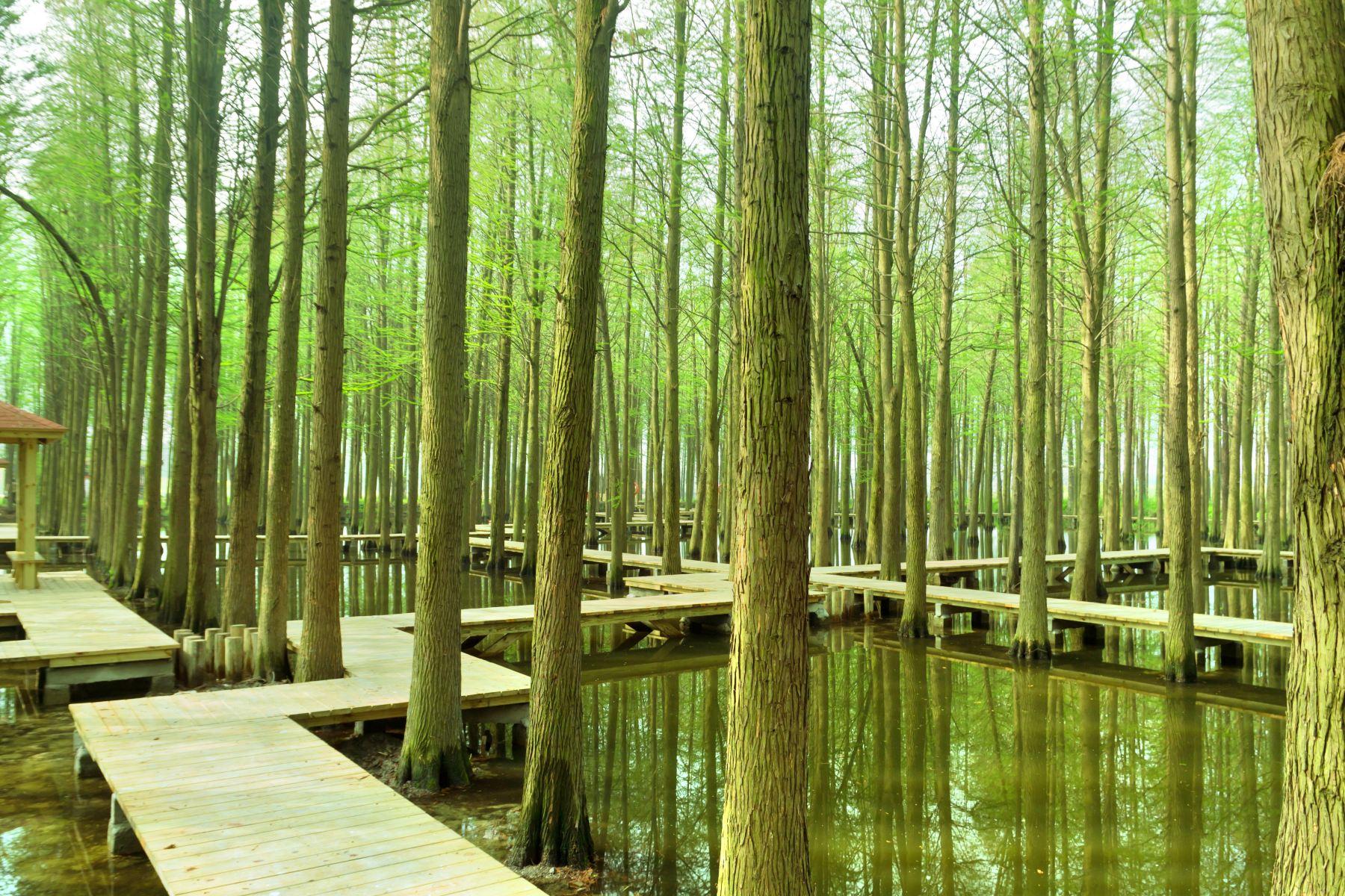 李中水上森林公园
