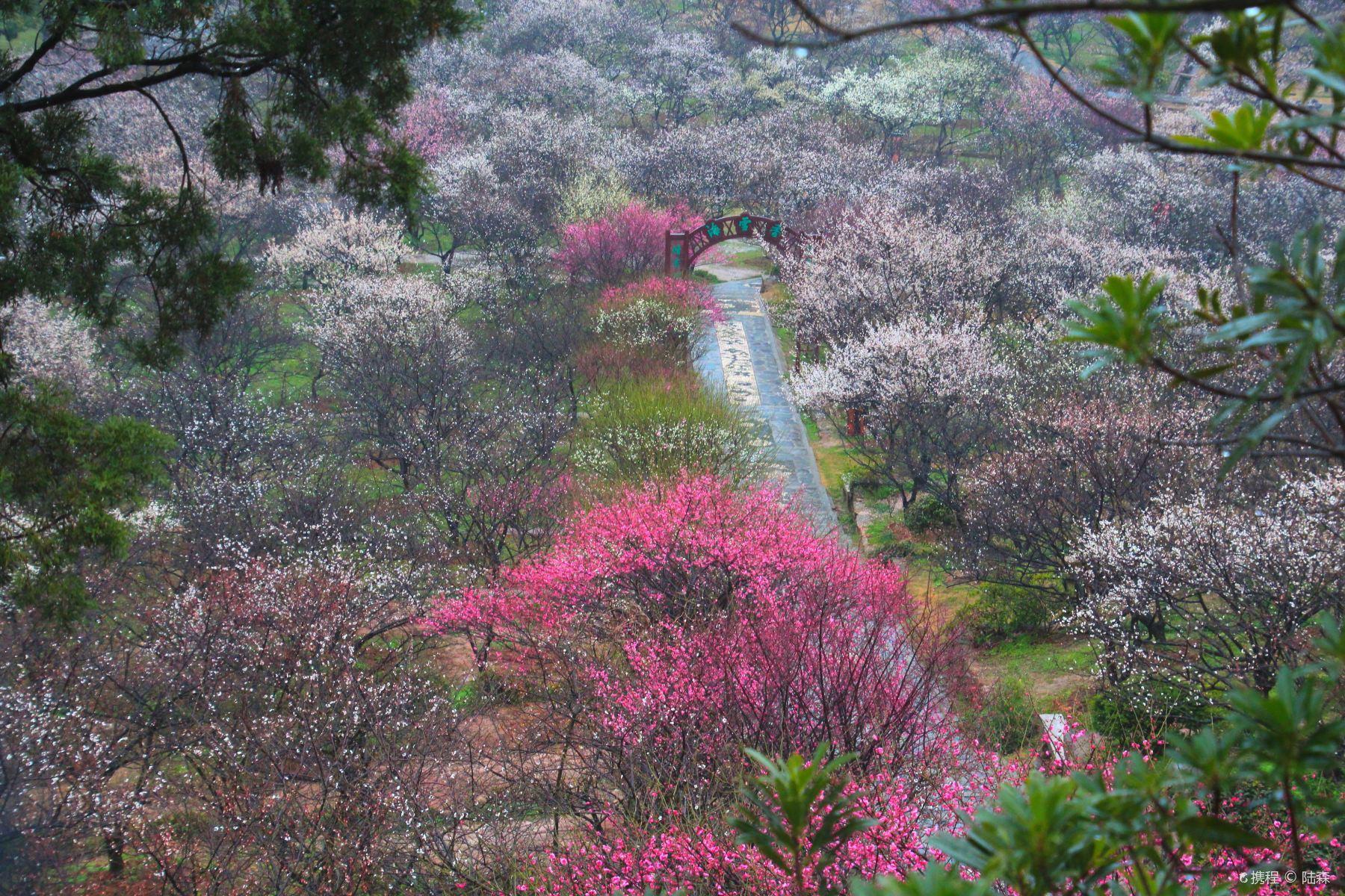 香雪海