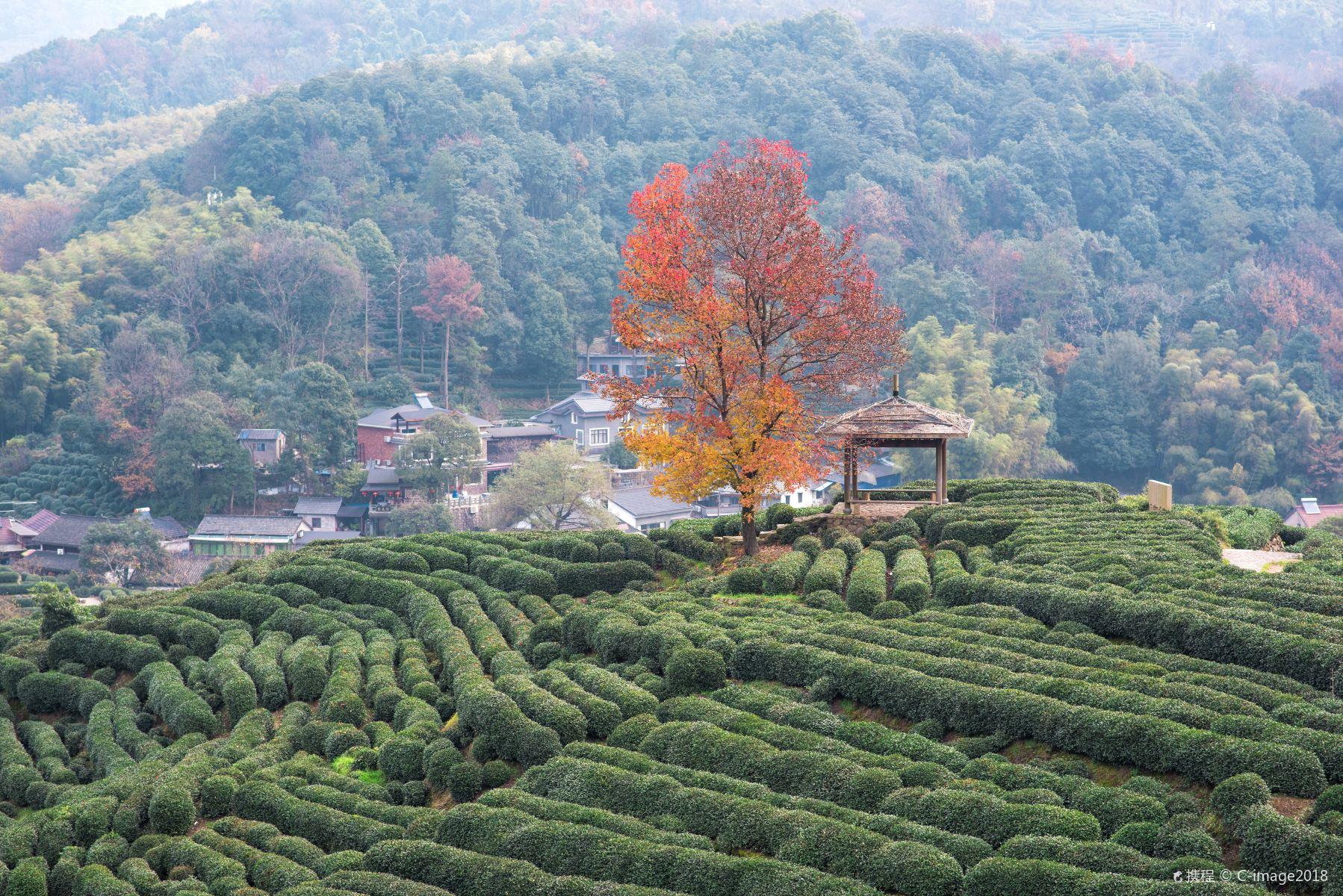 龙井村