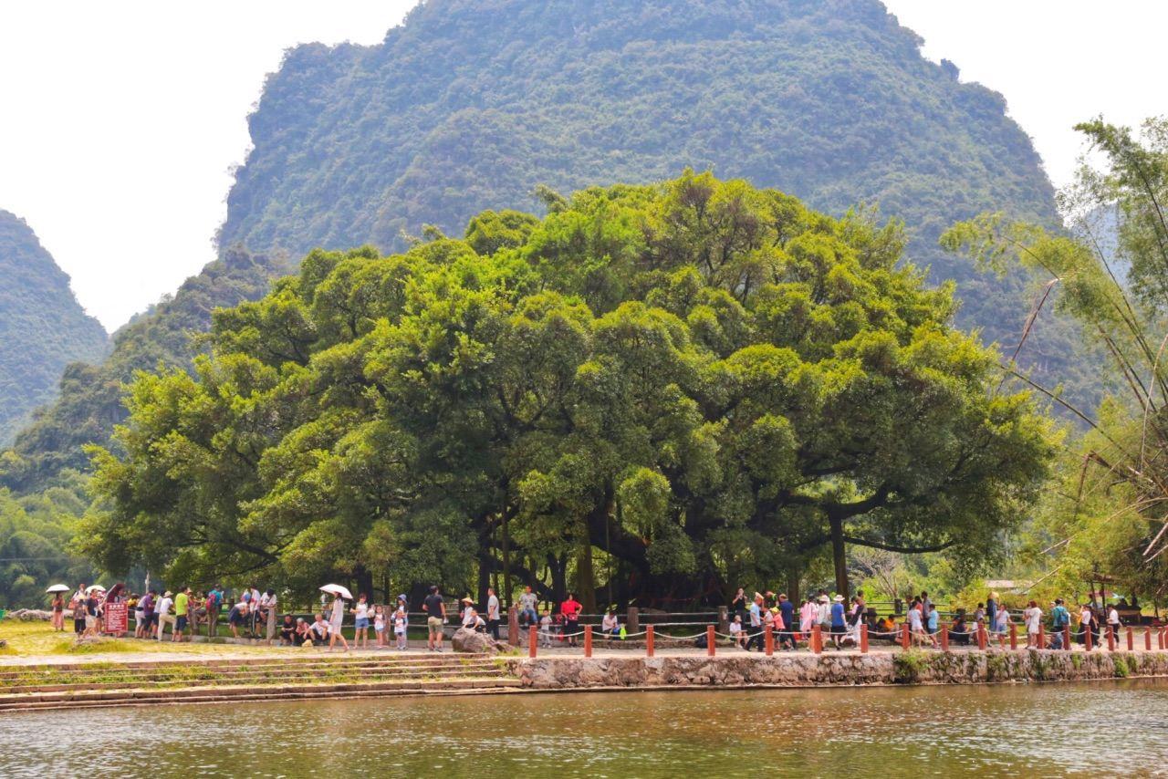 大榕树