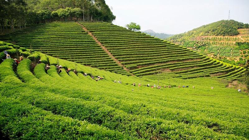 雁南飞茶田景区