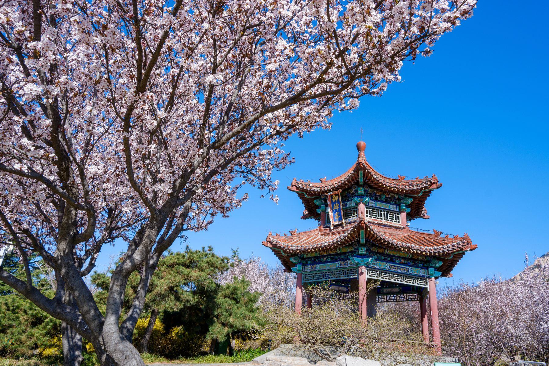 中国国花园