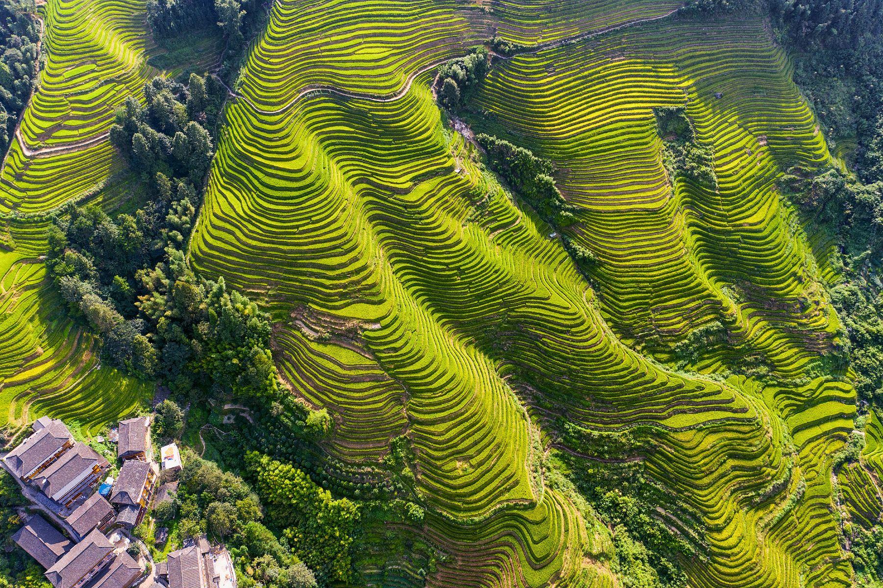 龙脊梯田