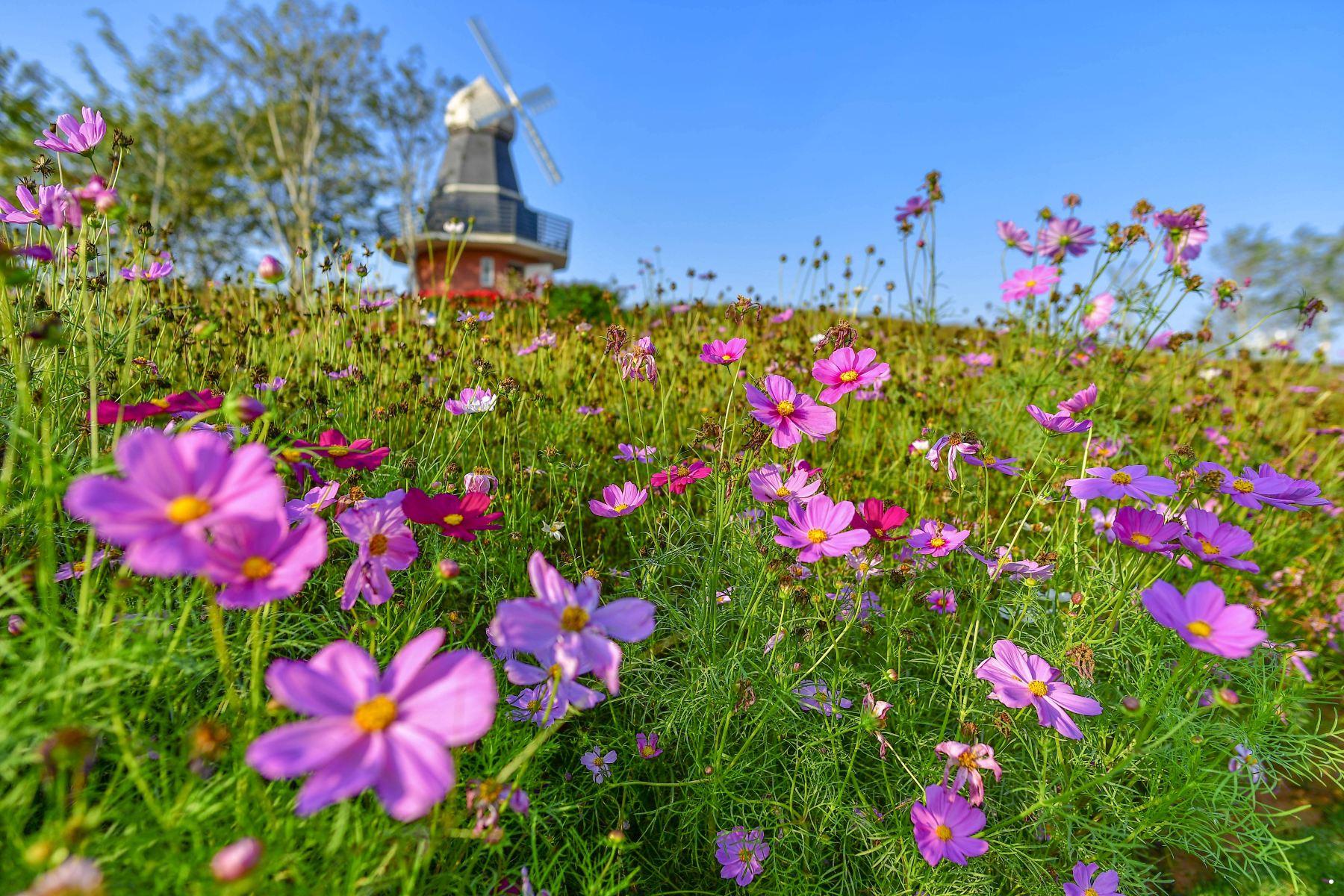 海花岛珍奇特色植物园