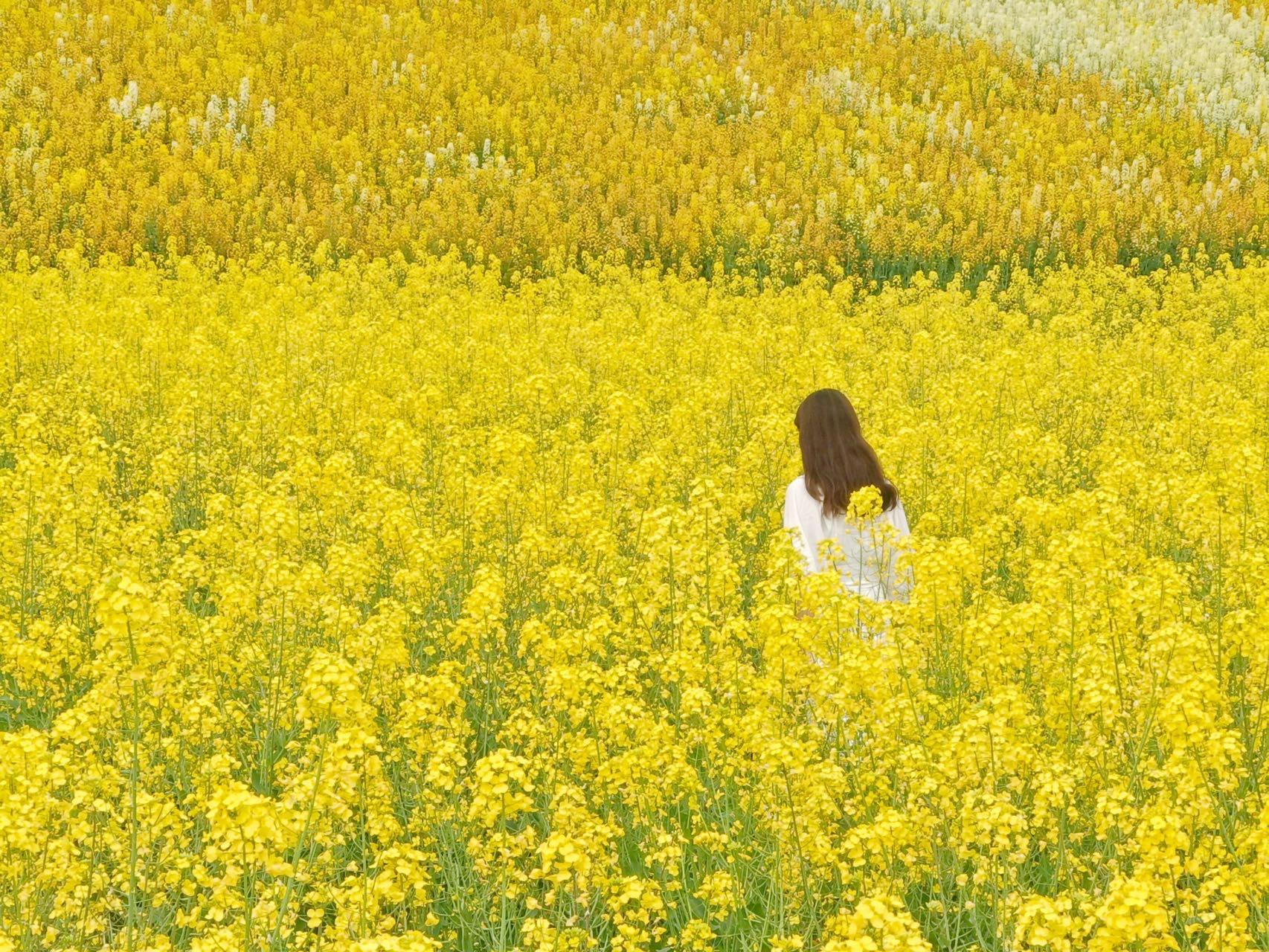 蔚然花海