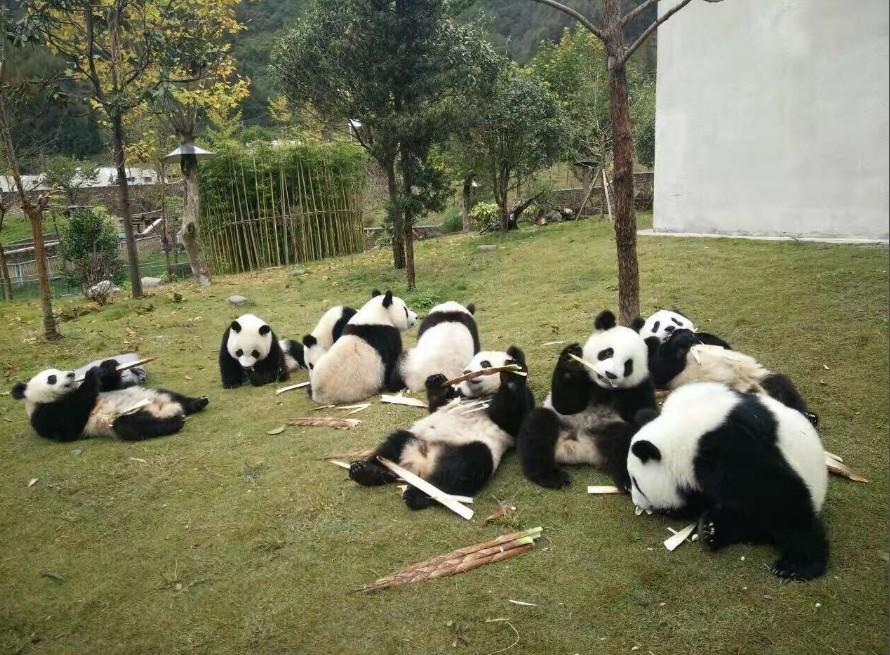 卧龙中华大熊猫苑神树坪基地