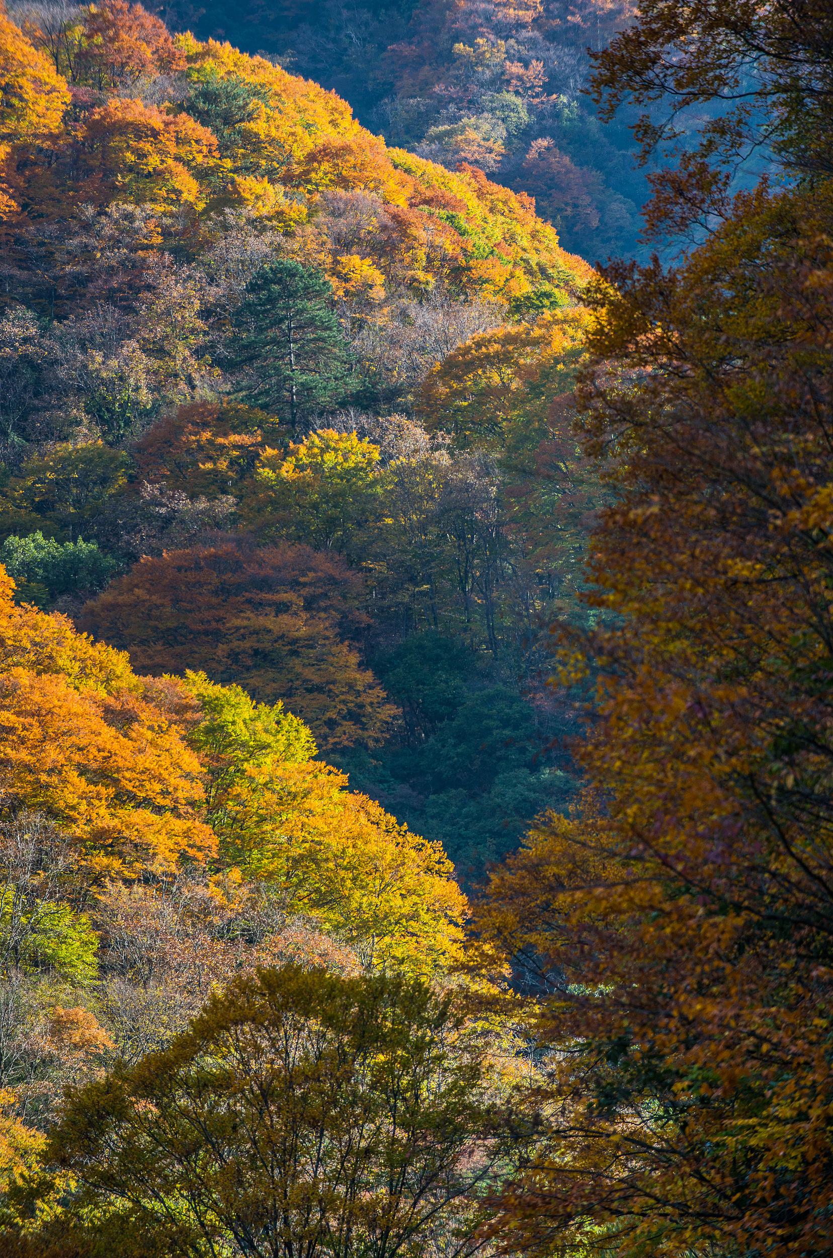 米仓山国家森林公园