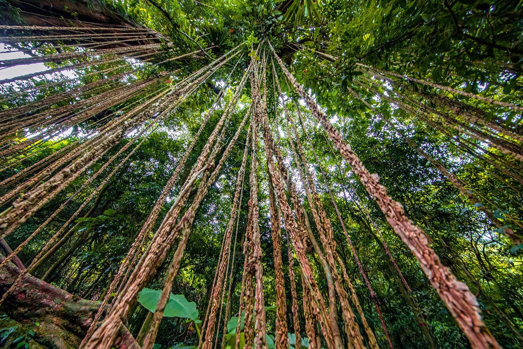 海南百花岭热带雨林文化旅游区