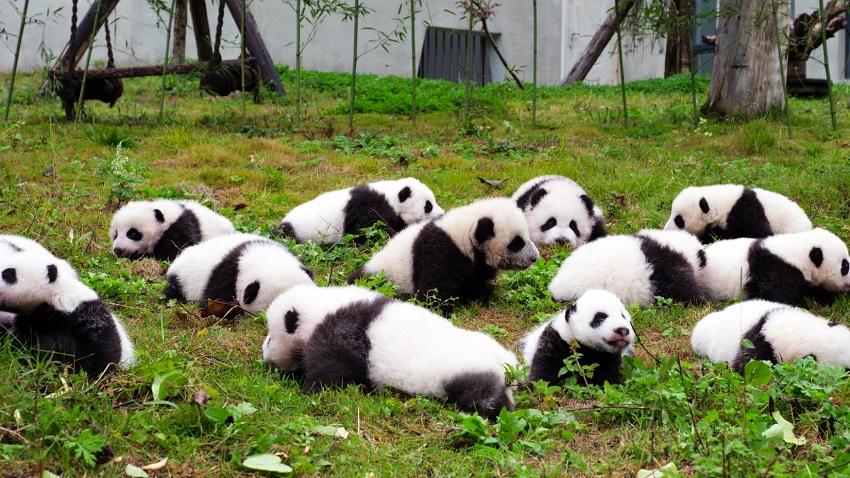 卧龙中华大熊猫苑神树坪基地