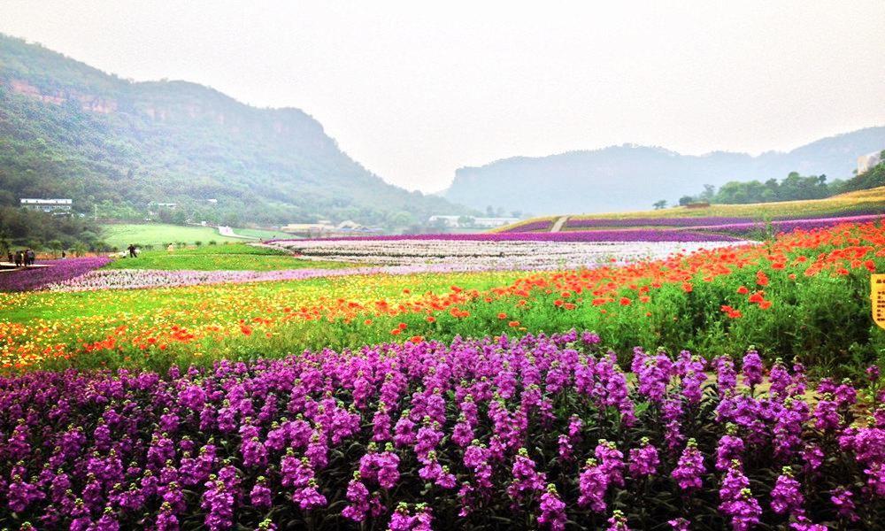 清溪谷花田酒地图片