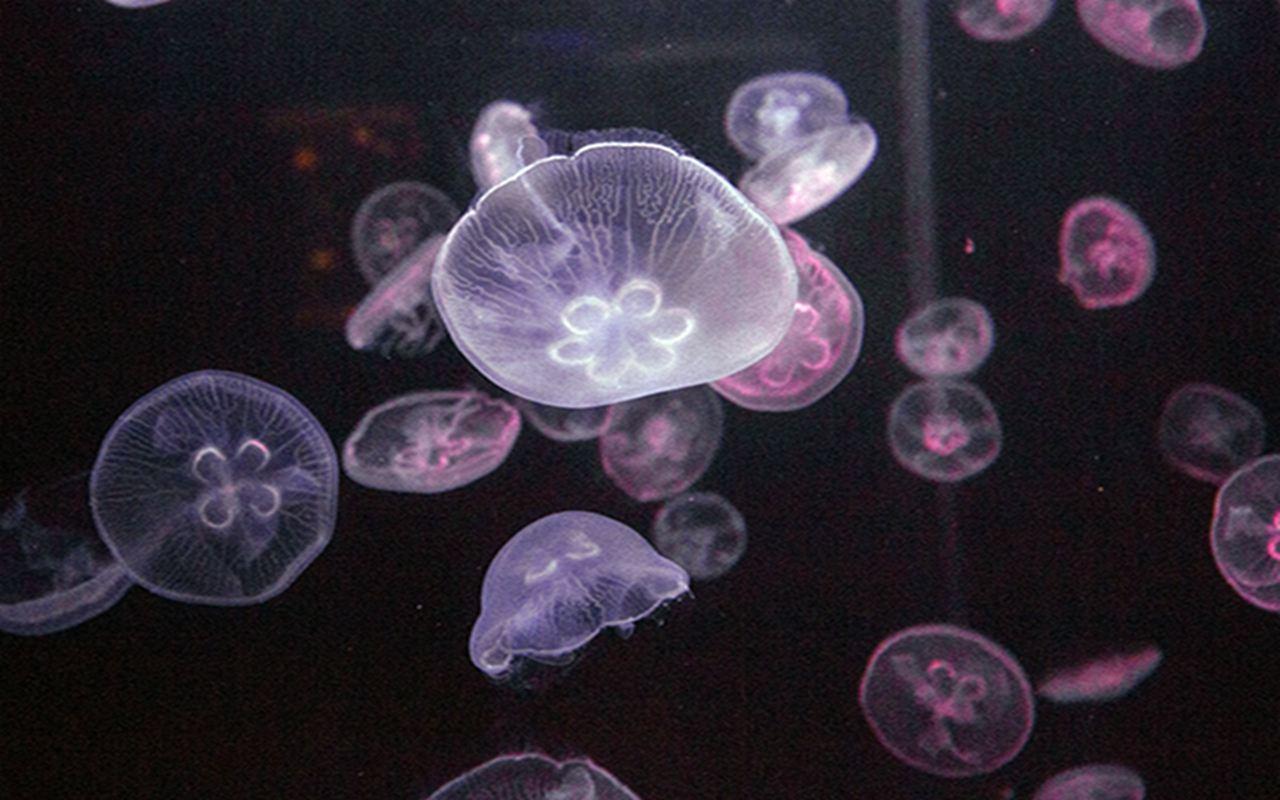 海之语海洋世界