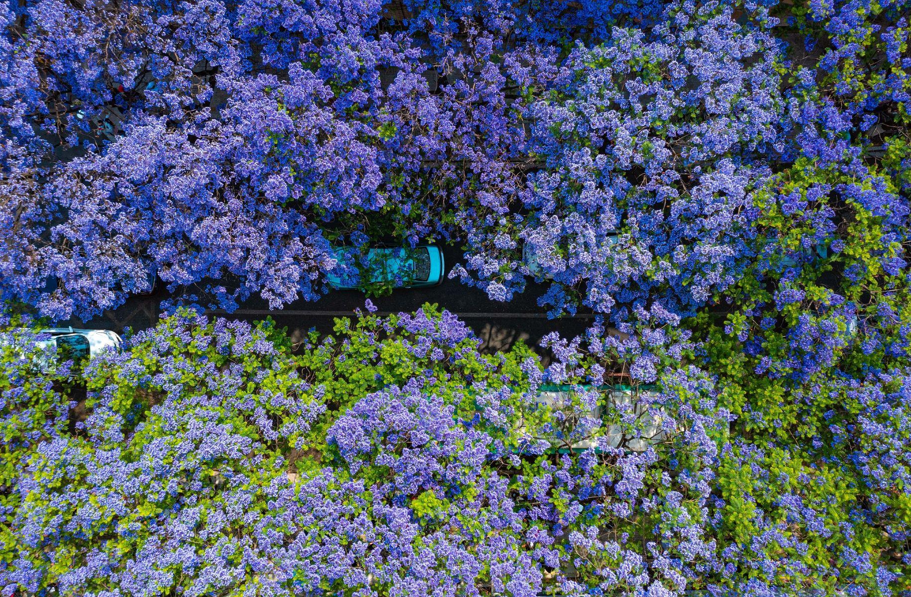蓝花楹主题公园