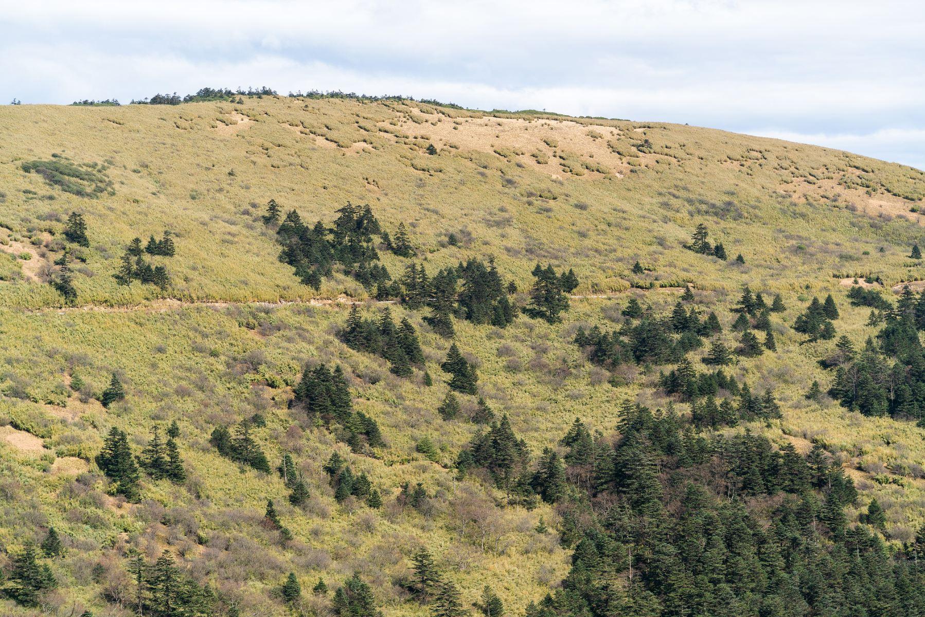 大姆山草场