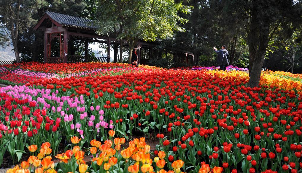 花舞人间