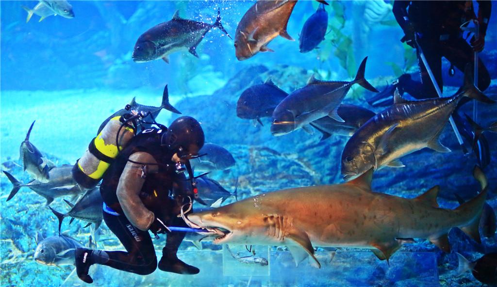釜山SEA LIFE水族馆