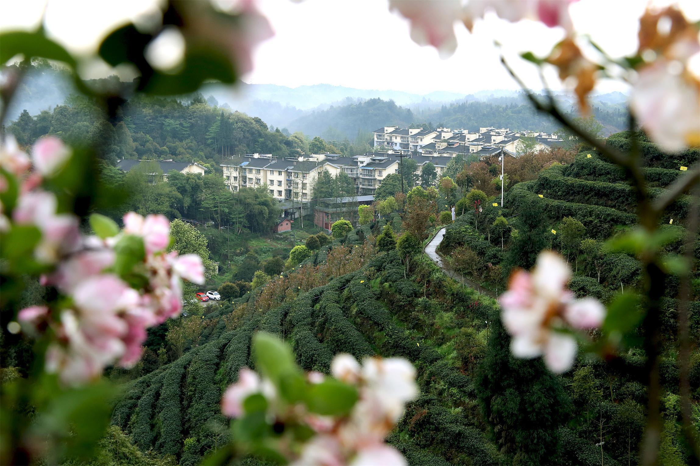 茶溪谷