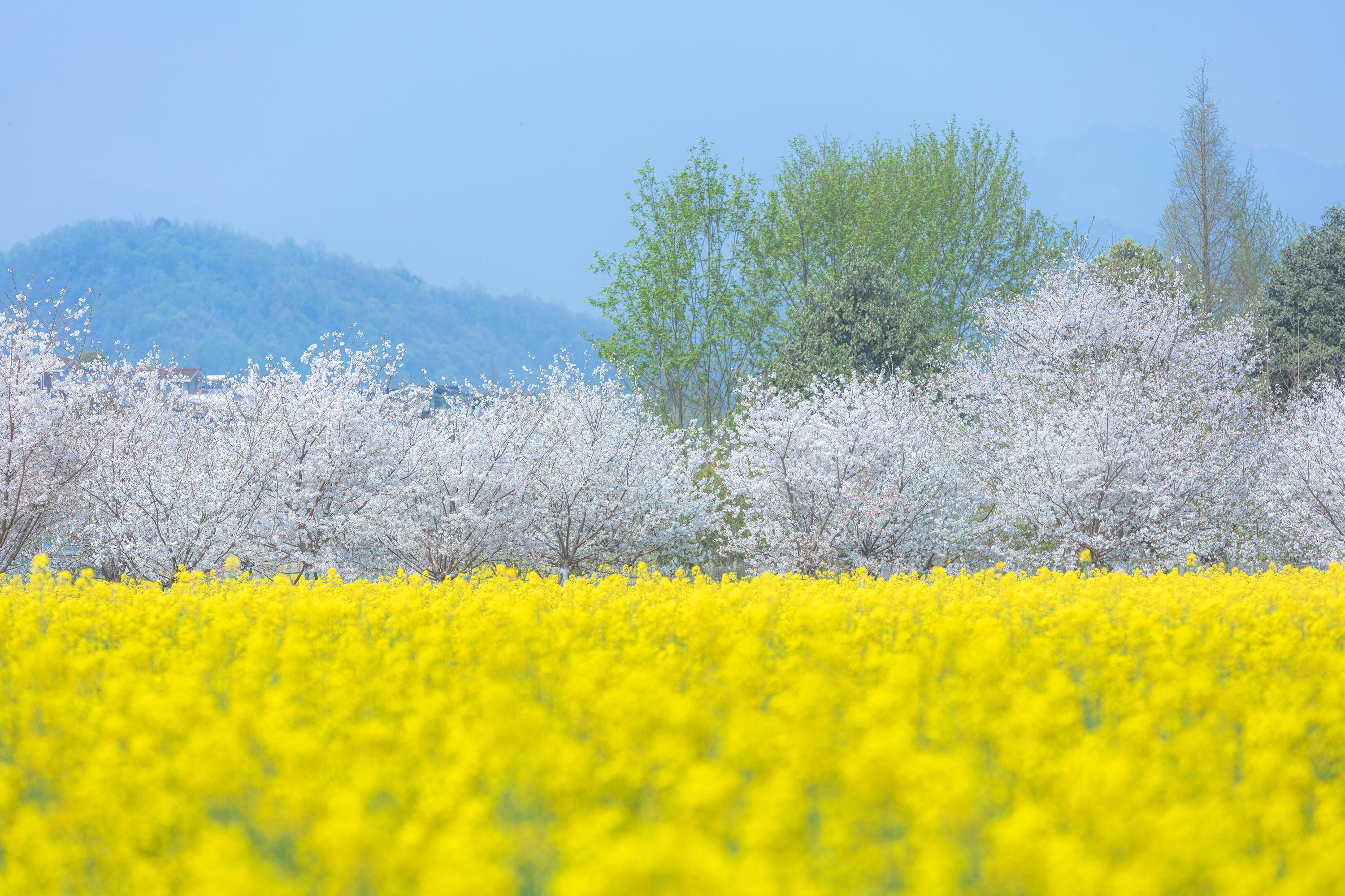 问花村