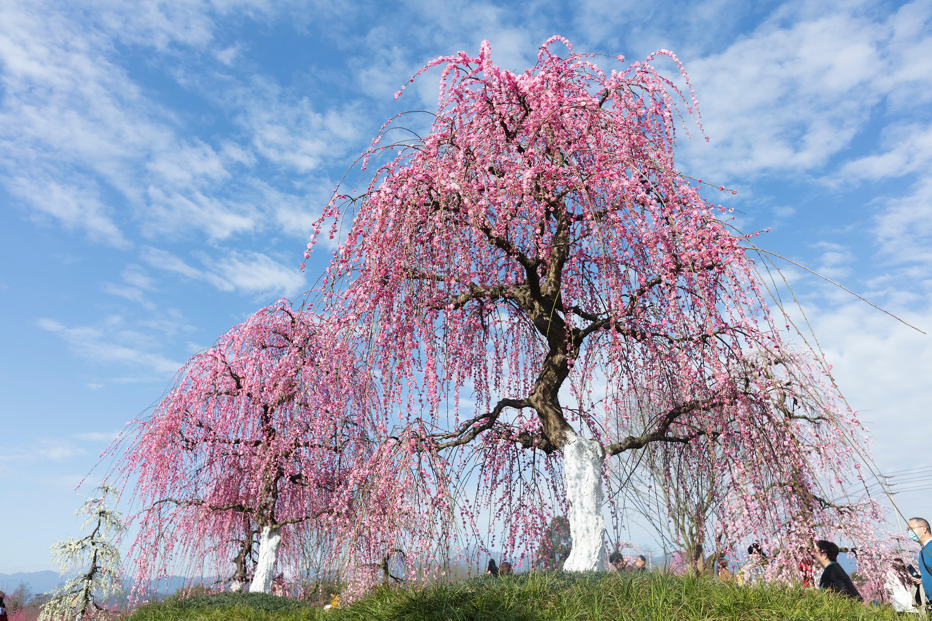 问花村