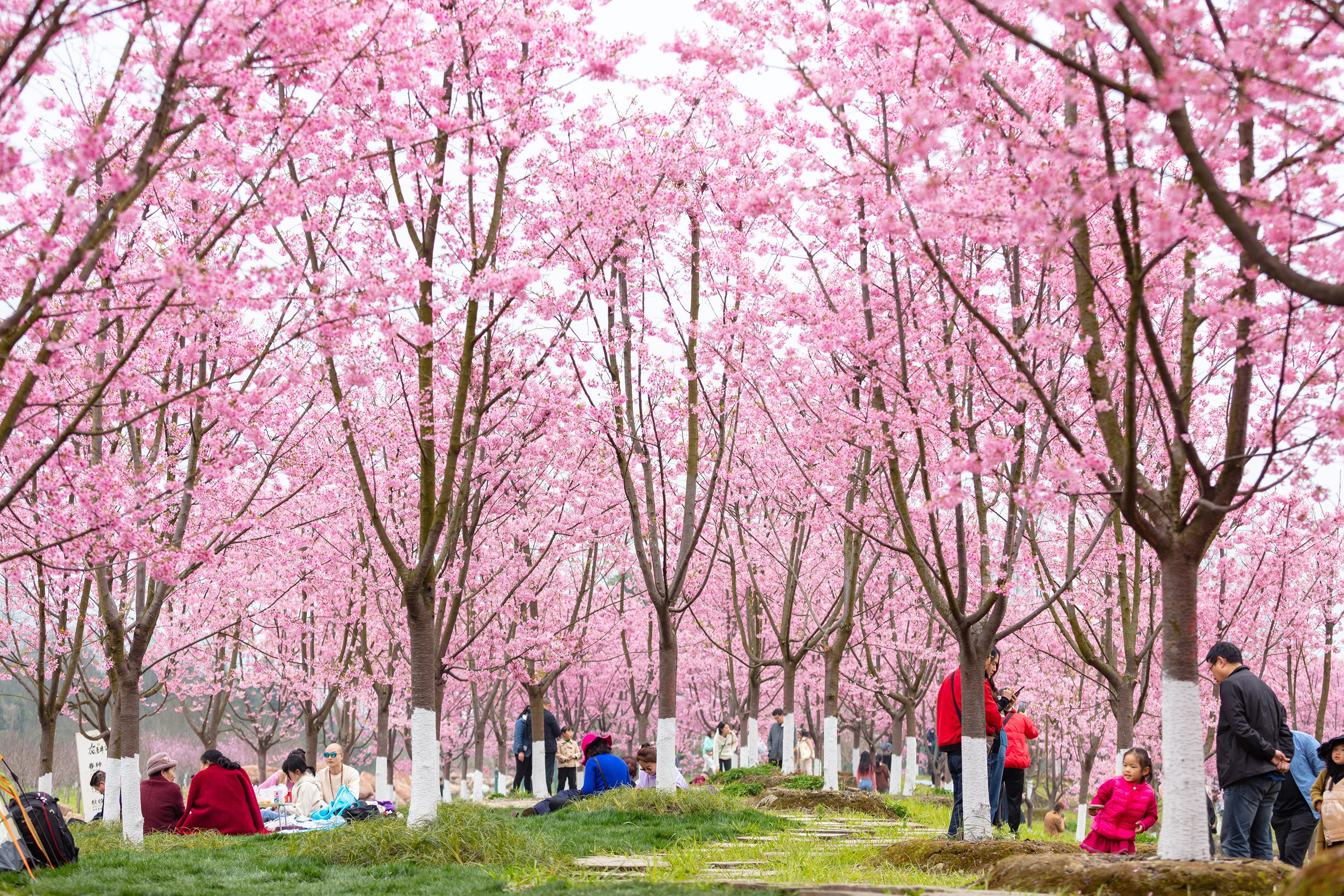 问花村