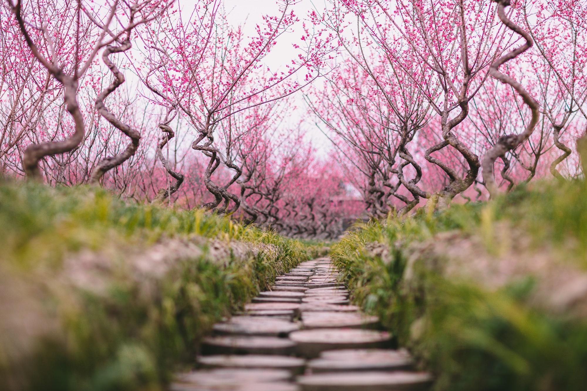 问花村