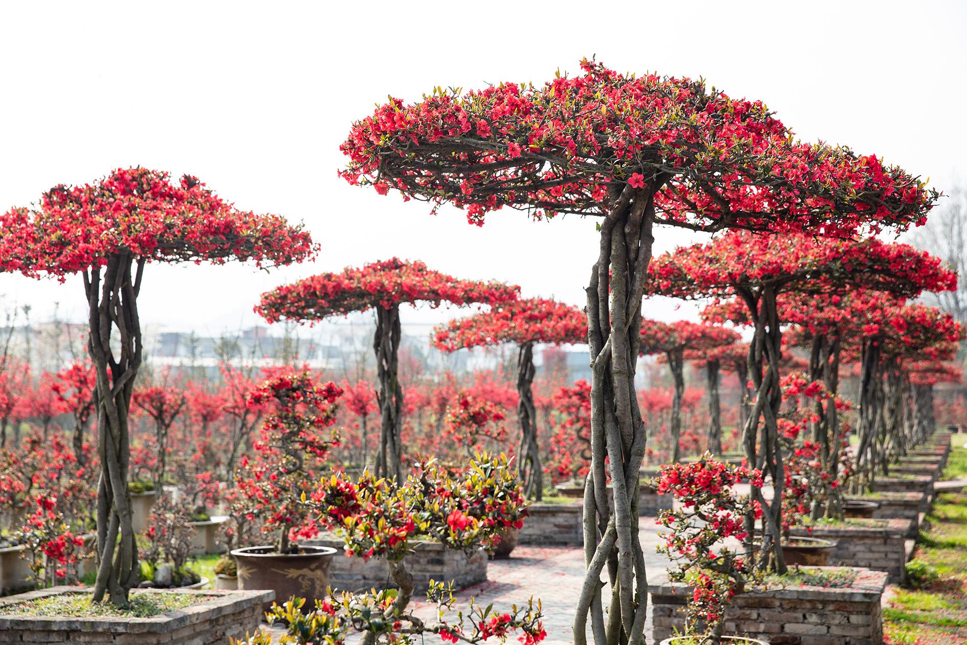 问花村