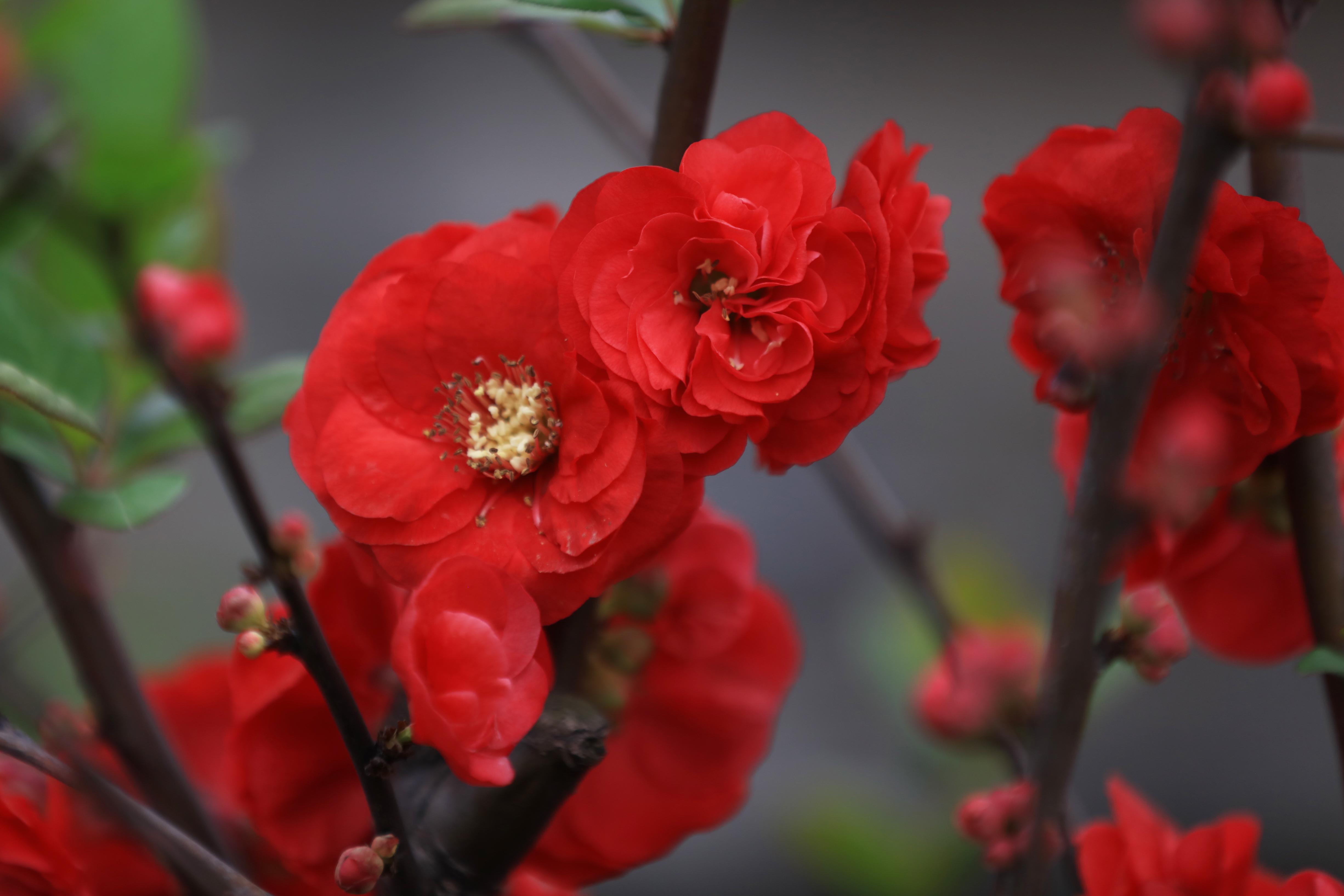 问花村