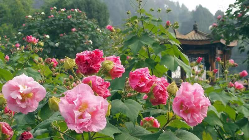 鲜花山谷