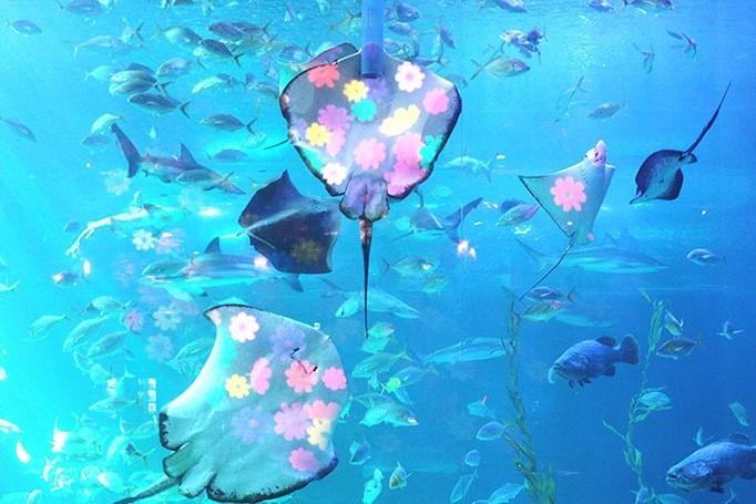 济州岛Aqua Planet水族馆